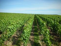 Domaine viticole Épernay