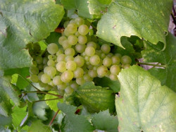 Producteur de champagne  Avize